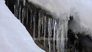 Icycles en route Gangotri in mid December Himalayan winter chill