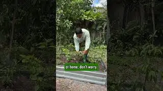 Start a Florida Native Garden for UNDER $50 #nativeplants #floridagardening