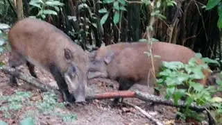 WILD BOARS FROM THE MOUNTAINS TO THE CITY  #ytshorts  #wildboar #mountains #nature #forest #wildboar