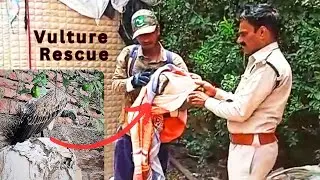 Critically Endangered Indian Vulture Rescue From Human Habitation! Vulture State ! Giddh ! Jatayu !