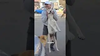 Охота на собак, чтобы их СПАСТИ? 🇪🇬🐕 #шорты #собака
