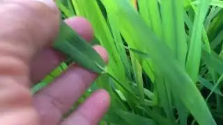 đ&agrave;i thơm 8 mới 47 ng&agrave;y đ&ograve;ng đ&ograve;ng no tới cổ l&aacute; rồi dự đ&oacute;n 52 ng&agrave;y l&uacute;a trổ