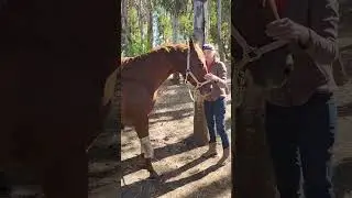 Helping older horses be more comfortable #horsehealth #horse #healinghorses #equinecare #podcast