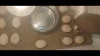 Home Chicken Egg Incubatio Day 3-Turning the Eggs#shortvideo #trending 