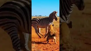 Crazy and funny animals.クレイジーで笑える動物 Unexpected animal friendships caught on camera