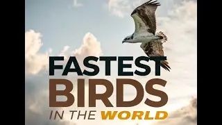 Top 3 Fastest Birds on Earth (INSANE SPEEDS!)🦅⚡ (You Won&rsquo;t Believe #1!)