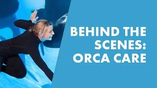 Go Behind The Scenes With SeaWorld Trainers And Learn How We Care For Orcas