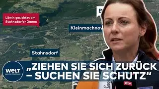 FREILAUFENDE L&Ouml;WIN BEI BERLIN: Suchaktion bislang erfolglos &ndash; Was tun bei Begegnung mit der L&ouml;win?
