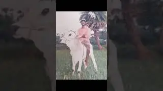 # riding on dangerous bulls #ongole bulls#first ever in Andhra #india#bulls#riding #nellore #2022