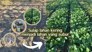 SIMAK !!! Cara menyuburkan tanah yang kering dan keras,cmn dengan ini
