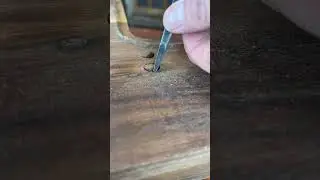 Plugging two screw holes in black walnut. Part one