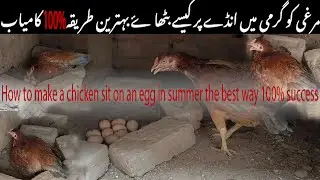 🤗murgi ko garmi mein ande par kaise badhaye murgi ko ando par💯lane ka tarika #vlog #egg