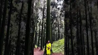 Jungle