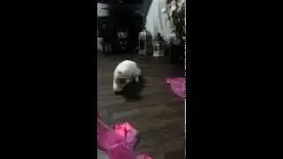 Gato Perro Olaf