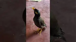 Myna - மைனா