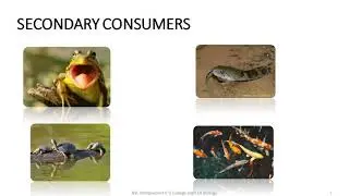 Ecosystem-  Pond Ecosytem (Session 3) Plus Assignment Questions