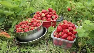Soothing Strawberry Patch Harvest