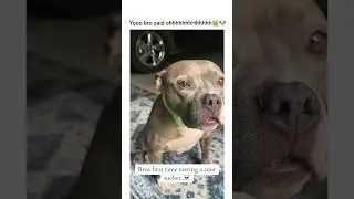 He said oooooooohoo that spicy ✨️ #dogshorts #pets #pets #petshub #funny