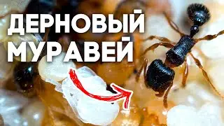 Муравьи Tetramorium caespitum - НАЧАЛО НОВОЙ ИМПЕРИИ! Дерновый муравей \\ Димон и пумба