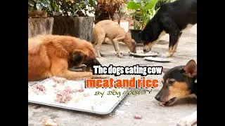 The dogs eating cow  meat and rice episode 627 By Dog Food TV
