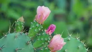 Footage Background Video Nature Keren, cantik, koleksi indah - No Copyright