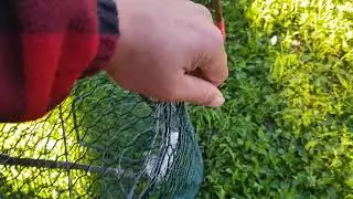 Eel trapping