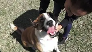 Take a tour of Houston Dog Parks