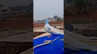 #virl kbooter Baji video &hearts;️🕊️😘