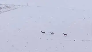 La Magia del Natale in Umbria: 3 Caprioli corrono liberi nella Neve al Monastero San Biagio