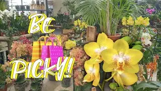 How I Go About Picking a New Orchid BEFORE Buying | Bringing a New Orchid Home #ninjaorchids