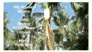 Palm Leaf Plates - Disposable plates - Eco Friendly Biodegradable Plates - Square Natural Dishware -