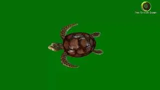 Sea Turtle Green Screen HD