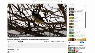 Chickadee Song Clip