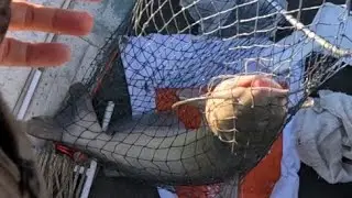 Two fish in one time