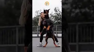Doberman VS Rottweiler, quem venceria?