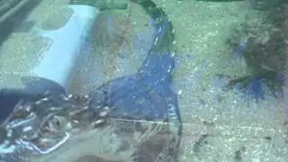 MOV279