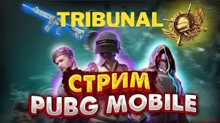 ⭕️THE TRIBUNAL STREAM PUBG MOBILE⭕️