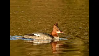 Wild Poland, Dzika Polska 2025, Tracz nurogęś (Mergus merganser), Dolina Słupi