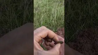 My first roman coin , over 1800 years old !! #romancoin #shorts #metaldetecting #sestertius