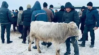 👁️NAMANGAN 🌏JUST CHORVA MOL BOZORI YOSH BUQACHALAR NARH NAVOLARI 2026_01_25_yanvar.