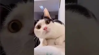 #cat #catcat #pets #cutepet #petsrule #kitten @meow_kingdom.1