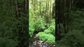 #asmr #nature #asmrnature #звукиприроды