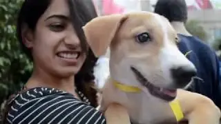 About Human Behaviour Change for Animals
