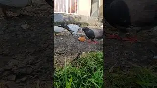 Homing pigeons video | pigeon | homingpigeons | pigeon dreams |
