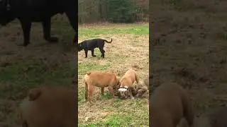 Cane Corso and Bulldogs
