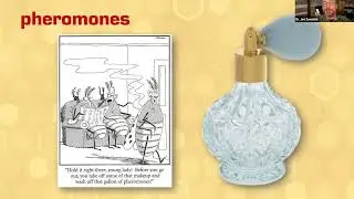 WAS Feb Mini 2023 - Honey Bee Pheromone Communication