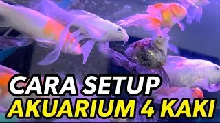 Tutorial Lengkap Setup Akuarium 4ft | Air Jernih & Ikan Kekal Sihat