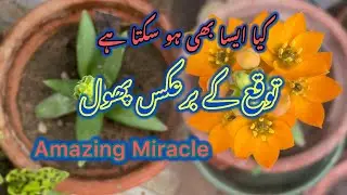 Garden Miracle| Unexpected Bloom| Surprise in Pot| From a Dead Soil to New Life| Nature&rsquo;s Surprise 