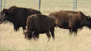 Bisons Herd Fort Hays Kansas USA #bison #kansas #haysusa #mariepanic