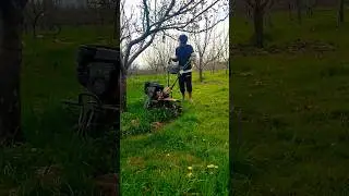 fertilizer application in traditional Apple orchard #apple#shorts #fertilizer #farming